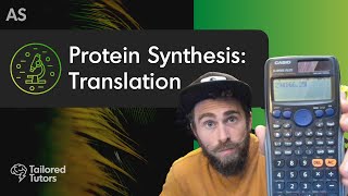 Protein Synthesis Translation  A Level Biology Revision [upl. by Arem389]