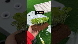 Has anyone experienced growing leggy seedlings and understands the frustration 😭😵 gardening [upl. by Ploch]