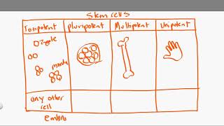 totipotent vs pluripotent vs multipotent vs unipotent [upl. by Ttegirb]