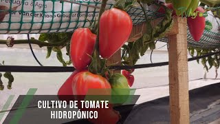 Cultivo de tomate hidroponico  TvAgro por Juan Gonzalo Angel Restrepo [upl. by Lian]