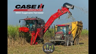 Beginning Louisiana Cane Harvest With 2 New Case 9900 Harvesters 4K [upl. by Onitrof]