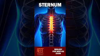 Sternum Anatomy  Locomotion  Manubrium Gladius Xiphoid Process  Class 11th  neet biology [upl. by Juliana]