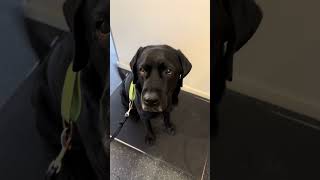 Herman älskar detta🤩 norrbotten dialekt labrador arjeplogmål veterinär [upl. by Aryl273]