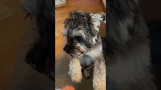 miniature schnauzers barking schnauzer dog [upl. by Starlene]