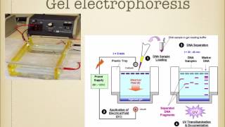 A level R5 DNA sequencing and gel electrophoresis Ms Cooper [upl. by Taite]