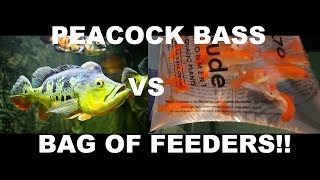 Peacock Bass VS Bag Of Feeders  Fish Feed Friday [upl. by Dex]