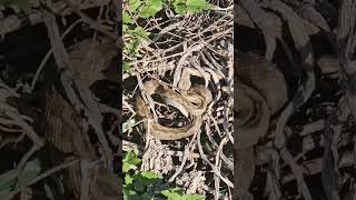 Nose horned viper Nov 13 martinamarevic herpetology snake shorts [upl. by Rednaxela]