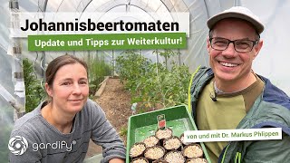 Johannisbeertomate Update und Tipps zur Weiterkultur Wildtomaten mit Resistenz gegen Pilze [upl. by Ecirtap884]