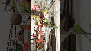 ❤️🐦🐦🐧🐧❤️bird loverbirdcage lovebirdslovers lovebirds cat shortfeed cute [upl. by Janaya]