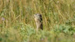 Ziesel  European Ground Squirrel  Spermophilus citellus [upl. by Anaul]