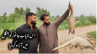 Is Nayab Janwar ko Azad kar diya  Releasing Pangolin in Wild  نایاب جانور کو آزاد کیا [upl. by Ellehcsor851]