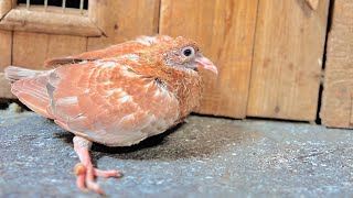 Bacha Hath Pr konsi Nasal ka Hilaye 🕊️ Anas pigeon lover 🕊️🕊️ [upl. by Assilim281]