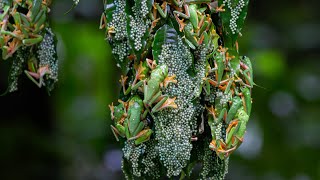 Chaotic Mating Explosion of Gliding Frogs  Planet Earth III Behind The Scenes  BBC Earth [upl. by Emsmus]