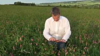 Sainfoin at Honeydale June 6th [upl. by Hirsh]