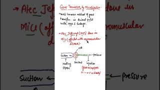 Gene Transfer by MicroinjectionHow Microinjection help in gene transfer biologyshort shorts [upl. by Vergos970]