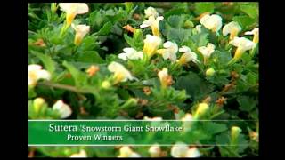 Proven Winners® Gardener Channel Proven Winners® Snowstorm® Giant Snowflake Sutera [upl. by Enylhsa]