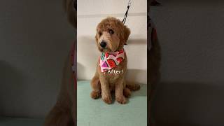 Best behaved puppy grooming goldendoodle [upl. by Cnut]