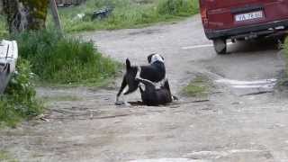 CÃƒES A LUTAR OU A BRINCAR JUNTO Ã BARRAGEM DE BELVER ORTIGA  MAÃ‡ÃƒO [upl. by Ydnat]