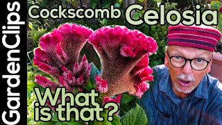 Celosia  Cockscomb  Roostercomb  Woolflower  unusual garden plants ideas  weird garden flowers [upl. by Names]