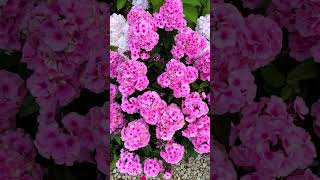 My favourite flower 🌺 Phlox full bloom garden flowers plants pookkal [upl. by Anita]