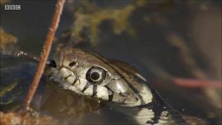 Grass Snakes on Springwatch 2018 [upl. by Acinomal]