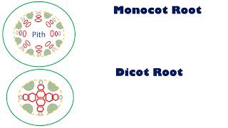 Monocot dicot root [upl. by Allesig106]