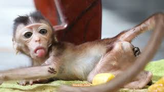 Skinny baby monkey Ting Ting trying to looking up until somethings come out [upl. by Adniral]