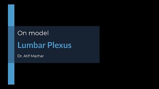 Lumbar Plexus on Model [upl. by Nixie]