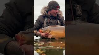 Teaser vidéo du 20 novembre carpe pechecarpe fishing carpiste [upl. by Ellesirg]