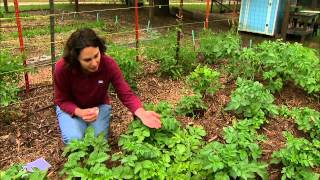 Releasing Green Lacewings in the Vegetable Garden [upl. by Inaj277]