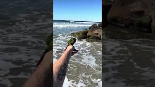 Can a Parrot Swim in the Ocean parrot birds nature cute [upl. by Etennaej]