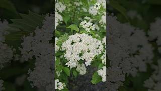 Blue muffin arrowwood viburnum flowers  garden Flowers satisfying shorts nature [upl. by Chiquita]