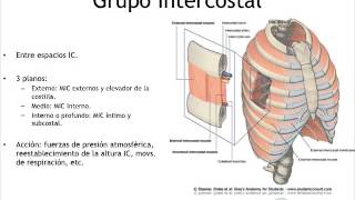 Anatomía Caja Toracica [upl. by Arie]