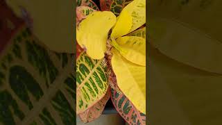 Crotons l Ornamental Plant l Have a nice day [upl. by Eleets]