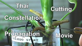 Vermehrung Thai Constellation Monstera Steckling schneiden und Weihnachtsstern Gießen Düngen [upl. by Zurkow]