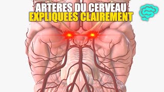 🔴 Neuroanatomie Artères du Cerveau Expliquées Très Clairement par Dr Astuce [upl. by Burg]