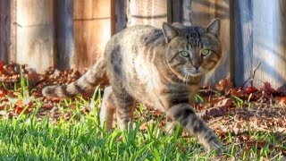 Secret Life of a Feral Cat Documentary [upl. by Barthel]