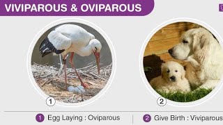 oviparous and viviparous animal [upl. by Mehta]