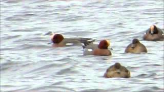 Smient Anas penelope Itik Wigeon Eurasian Wigeon Canard siffleur Pfeifente Fiyu [upl. by Benil]