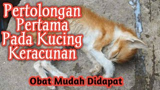 CARA MENGOBATI KUCING KERACUNAN DENGAN TEPAT [upl. by Eiramesor]