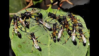 Sphecid wasp  Sceliphron spirifex – Σφαλάντζι  Sit in the shade at 45 Celsius – Cyprus 2172024 [upl. by Arutak]