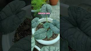 Alocasia meloRugosa trending viralvideo shorts garden youtubeshorts [upl. by Atiuqan]