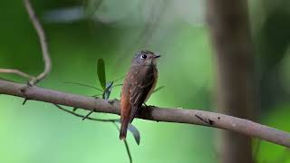 Ferruginous Flycatcher at Singapore Botanic Gardens Nov 15 2024 [upl. by Samale]