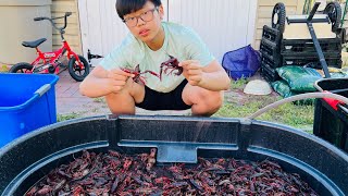 How To Clean Crawfish Before Cooking crawfish crayfish crawfishcleaning crawdad purging [upl. by Cyma403]