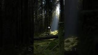 Dark Forest  Cinematic Nature video darkforest naturevideo darksouls2 [upl. by Salvadore]