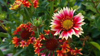 How to grow and take care Gaillardia Flower or Blanket Flower  Bananis Garden [upl. by Akilegna]