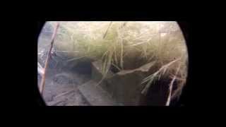 anguilleperches tanchepoisson chat 1ere partie plongée gopro hero2 bambounolo [upl. by Breskin]