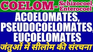 Coelom Acoelomates Pseudocoelomates and Eucoelomates  Schizocoelus and Enterocoelus TYPES [upl. by Latsirk]