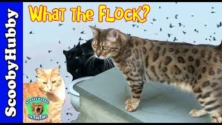 What the Flock  Cat Clips 190 [upl. by Gavin]