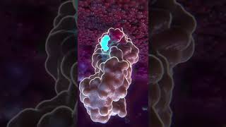 Enjoy your SciArt clip  Mechanism of Action MoA Animation [upl. by Remmos893]